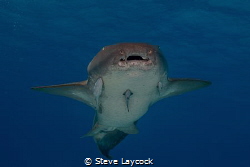 Nurse shark, swimming towards the camera by Steve Laycock 